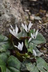 Cyclamen creticum