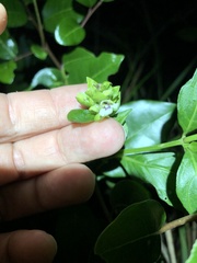 Justicia campylostemon