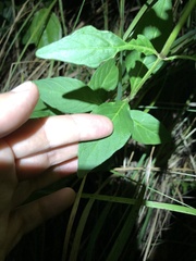 Justicia campylostemon