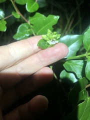 Justicia campylostemon