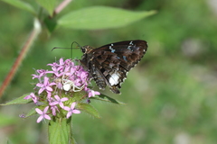 Codatractus bryaxis