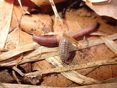 Lumbricus castaneus