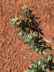 Indigofera inhambanensis