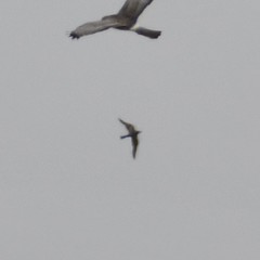 Bartramia longicauda