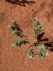 Indigofera inhambanensis