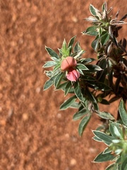 Indigofera inhambanensis