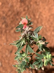 Indigofera inhambanensis
