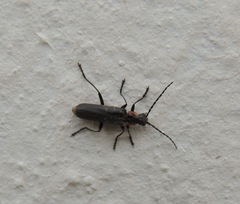 Cantharis pulicaria