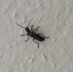 Cantharis pulicaria