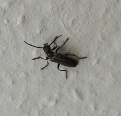 Cantharis pulicaria