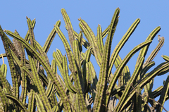 Myrtillocactus geometrizans