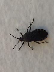 Hypselonotini