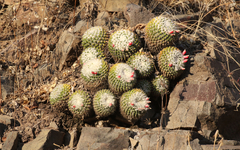 Mammillaria karwinskiana nejapensis