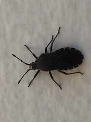 Hypselonotini