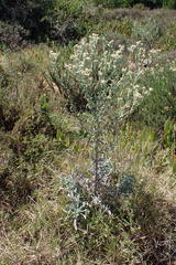 Pseudognaphalium oligandrum