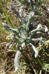 Pseudognaphalium oligandrum