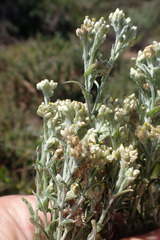 Pseudognaphalium oligandrum