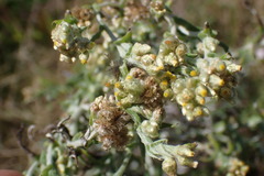 Pseudognaphalium oligandrum