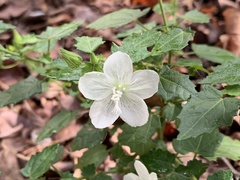 Pavonia leptocalyx