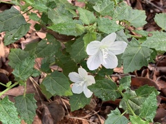Pavonia leptocalyx