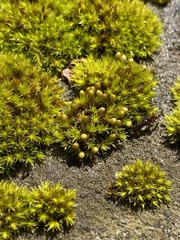 Orthotrichum ohioense
