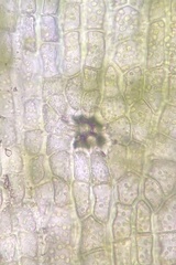 Orthotrichum ohioense