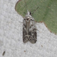 Lichenaula onychotypa