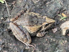 Ptychadena anchietae