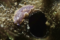 Prostheceraeus moseleyi