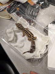 Eublepharis macularius