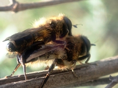 Platynochaetus setosus