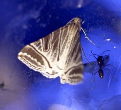 Phrataria replicataria