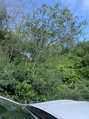 Xeroderris stuhlmannii