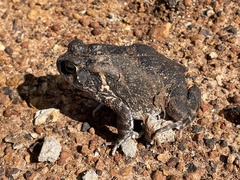 Sclerophrys gutturalis