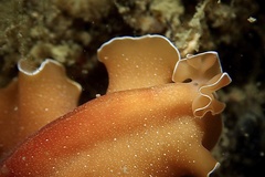Yungia aurantiaca