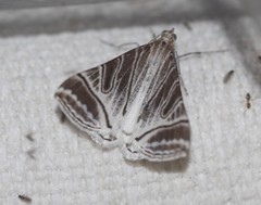 Phrataria replicataria