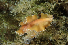 Yungia aurantiaca