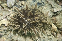 Bursatella leachii