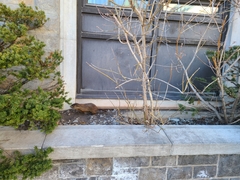Marmota monax