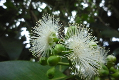 Syzygium syzygioides