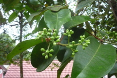 Syzygium syzygioides