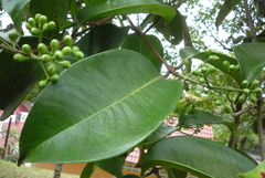 Syzygium syzygioides