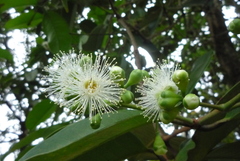 Syzygium syzygioides