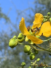 Cassia abbreviata