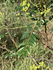 Cassia abbreviata