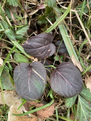 Pyrola americana