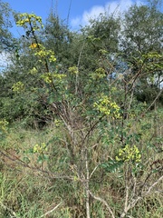 Cassia abbreviata