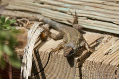 Sceloporus occidentalis becki