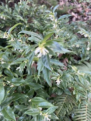 Sarcococca
