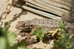 Sceloporus occidentalis becki